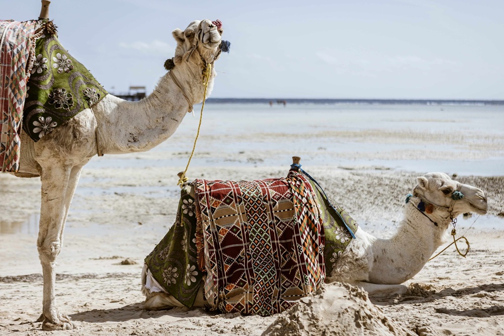 wielbłądy na plaży marsa alam